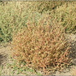 2023 Russian thistle: What We Know